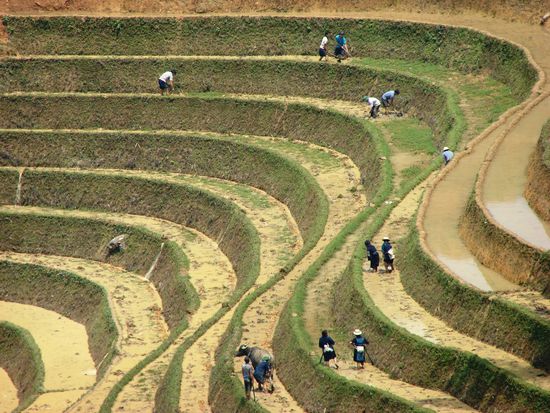 Reisanbau ist in Vietnam noch ausschliesslich Hand- und somit Knochenarbeit.