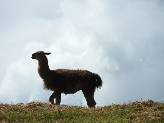 Unser erstes Lama, Gruß an Michael