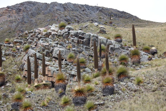 Puya Raimundii, bis zu 6m hohe Bromeliengewächse die erst nach 40 Jahren, aber dann alle gleichzeitig blühen. Sie wachsen nur in den Anden in Höhen zwischen 3.000 und 4800 Hm. Leider werden es jährlich weniger.