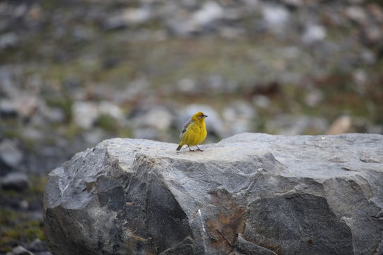 Auch in der Höhe von 4.900 m leben noch Vögel und einer saß Modell.