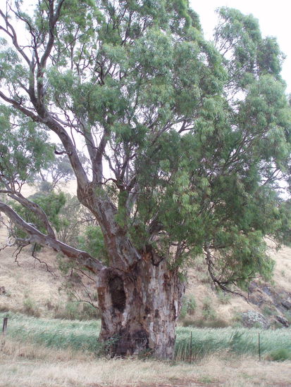 Diesen Baum wollte Meg retten, und hier hielt Alex, als er Sandra in die Stadt fuhr - und ja, oh mein Gott, hier hat Alex GEPINKELT!!!!