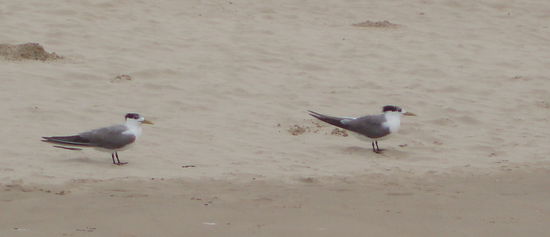 Hier gibt es auch Crested Terns (Eilseeschwalben)