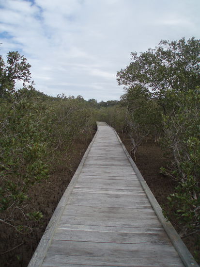 Hier gibt es viele Mangroven und einen Boardwalk, so dass man sie trockenen Fußes erkunden kann