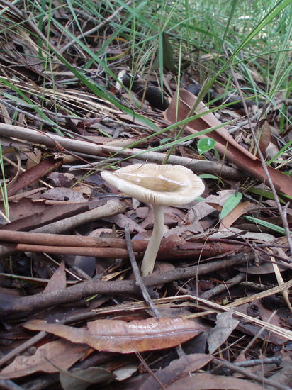 Pilz mit Wasser
