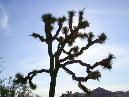 Einer von tausenden Joshua Trees