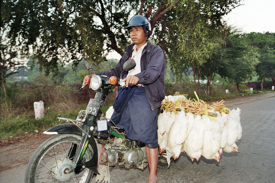 Lebendtransport