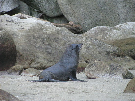 Die Sealion Kolonie