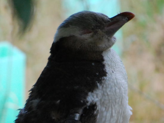 junger Pinguin.