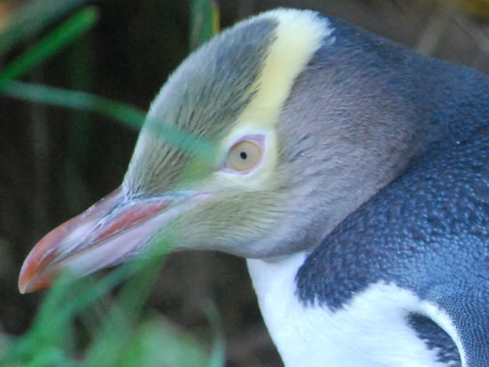 Der gelbaugen Pinguine.