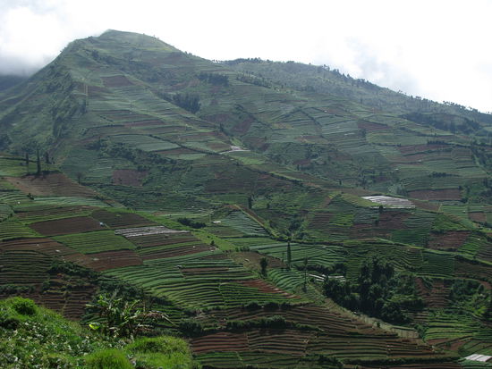 Auf dem Weg zum Dieng Plateau...An den Haengen wird Gemuese angebaut. Hier ist der Boden besonders Fruchtbar und mehrere Ernten pro Jahr sind moeglich.