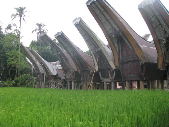 Traditionellen Toraja Hauser...