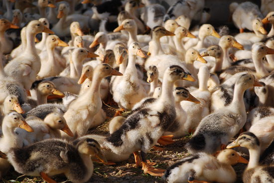Duckfarm...