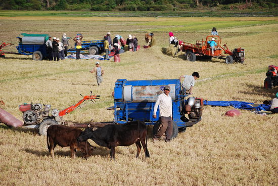 Farmerfamilie beim ernten