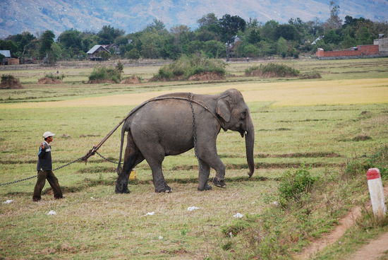 Elefanten arbeiten hier auf dem Feld...armer Dumbo