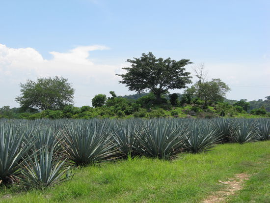 der lebende tequilla