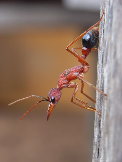 Irgendwelche Phobien? 
Tiere mit denen man sich sein Quartier und 
manchmal auch Essen teilt:
Muecken, Fliegen, Ameisen, Kakerlaken, Spinnen, Scorpione, Eidechsen, Maeuse, Ratten, Quendas, Possums, Schlangen und bestimmt noch einigen mehr von denen man nichts weiss, nichts wissen will 
Diese Bull Ant ist 2cm gross und ihre Attacken von Einheimischen gefuerchtet.
Ich wurde des oefteren von einer anderen Ameisengattung angegriffen. Wollte nur ein Foto machen aber schlecht dabei auf nem Ameisenhaufen zu stehen. Nach der ersten Attacke fuehlte ich mich wie ein magnetischer Pol weil sich jede Ameise dieser Art sobald ich sie passierte und sie den Geruch ihrer Genossen schnueffelte wie eine Kompassnadel nach mir ausrichtete und angriff. Gut Gaitors zu haben!