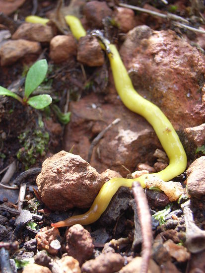Flatworm
Ziemlich gelb und klebrig! Ich dachte erst es ist eine art Pilz bis ich ihn mit nem Stock bearbeitete und er anfing zu kriechen