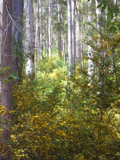 GELB!!!
3 Tage bin ich durch gelb gelaufen. Das nervt irgendwann auch wenn es sehr gut duftet.