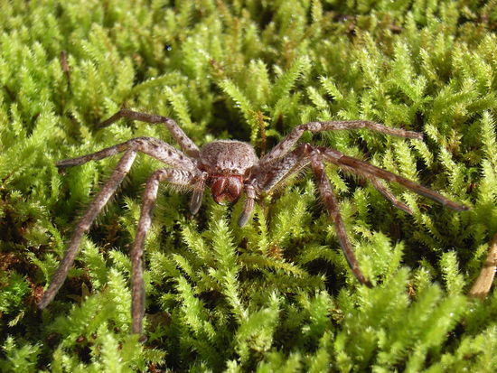 Huntsmanspider- Huelle
Diese Spinnen haeuteten sich. 
In dem Fall neben meinem Schlafsack.
Hab auch lebende Exemplare gesehen- unter anderem neben mir auf der Toilette