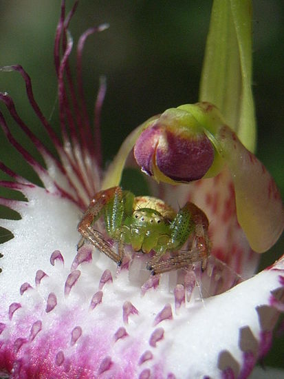 Diese Macrofotografie ist echt nen Krampf ohne Stativ!