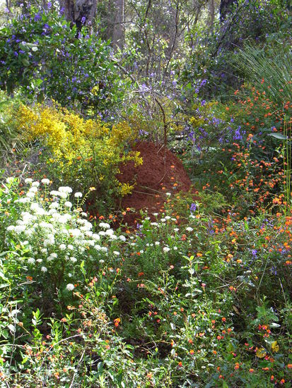 Termietenhuegel. Der groesste den ich gesehen hab war ca 1,8m hoch