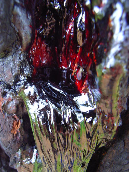 Baumharz mit netter Reflektion