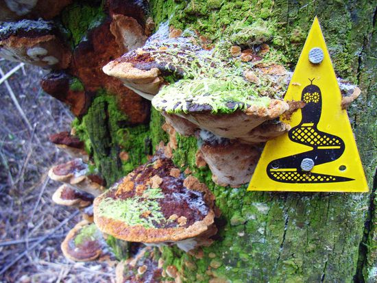 Der Track ist gut makiert, doch es zeigt sich das der Mensch, wenn zu sehr aufs Laufen konzentriert, leicht vom Weg abkommt. Lustige Geschichten gibt es immer wieder in den Logbuechern in den Huetten zu lesen. Ich persoehnlich bin 2 oder 3 mal an Markern vorbeigelaufen. Nach ein paar hundert Metern merkt man das aber eigentlich. Keine Marker, keine Fussspuren...*Ping*... umdrehen oder Wegbeschreibung und Karte im Track-Guide-Book studieren. 
Doof ist nur wenn man (ich) an seiner Abzweigung zur Ortschaft vorbeilaeuft. Dabei verlaesst man ja nicht den Track und lauft dann auch schnell mal 40km am Tag wenn man unbedingt zurueck muss um die Vorraete aufzustocken.
Eines Tages auf dem Track... kamen mir zwei Damen (60-70), nach denen sich Tage spaeter noch besorgte Mitwanderer erkundigten, entgegen. Laut fluchend und definitiv gewillt den Track zu verlassen. Sie wollten den kompletten Track laufen wie mir Andere spaeter erzaehlten. Den Tag als sie mich passierten waren sie ueberraschend wieder an der Huette angekommen an der sie morgens getartet waren. 
Das haette mich auch belastet!