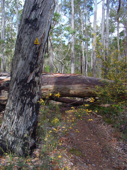 Manchmal musste man ganz schoen klettern um an den umgestuerzten Baeumen vorbei zu kommen.
