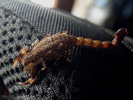 Guten morgen! Da hatte es sich einer die Nacht ueber gemuetlich gemacht. Australiens Scorpione sind aber nicht gefaehrlich fuer Menschen.