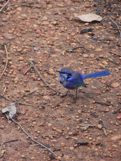 Fliegender Schlumpf- Blue Wren
Dieser sieht'n bisschen schmuddelig aus.