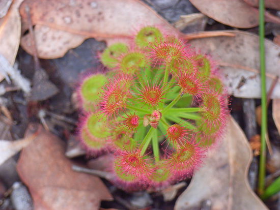 Sonnentau in verschieden Wuchsformen ueberall