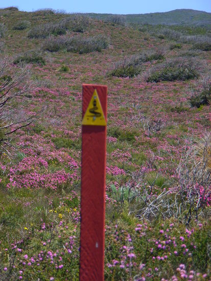 Die Kuestenregion -getraenkt in Blueten.