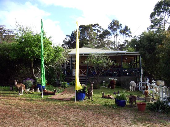 Da freut man sich 2 Loecher in den Bauch wenn man auf dem Track die ersten Roo's sieht und dann liegen die ueberall in den kleineren Orten oder wie hier im Caravan Park herum, lassen sich streicheln und fuettern.