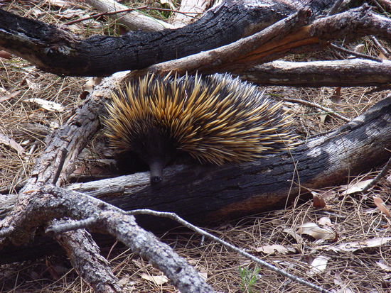 Mit diesem Tier verhaelt es sich aehnlich wie mit den Schnecken in NZ. Es dauert eine lange Zeit bis sie aus ihrer Deckung kommen und ein gutes Ziel abgeben. Dieses Igelaehnliche Viech ist zudem auch noch mit mehr Intelligenz ausgestattet. Dreht sich von einem weg ohne auch nur einmal in die Kamera geblickt zu haben und maschiert davon. Hab mich dann hinter nem Baum versteckt. Die Sandflys durch Muecken ersetzt und schon schliesst sich der Kreis. Hab Echidna dann ja aber doch noch geschossen.