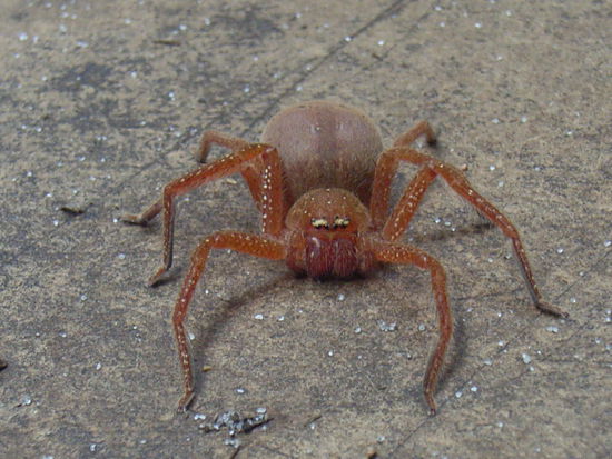 Mir unbekannte Spinne. Diesmal lebendig.