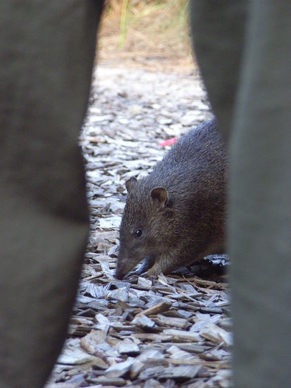 Den haetten wir locker fangen koennen aber hier gab's eh keine Feuerstellen.