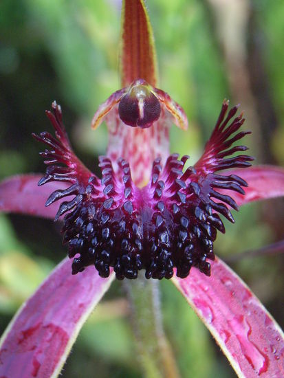 Orchideen gabs jede Menge auf dem Track