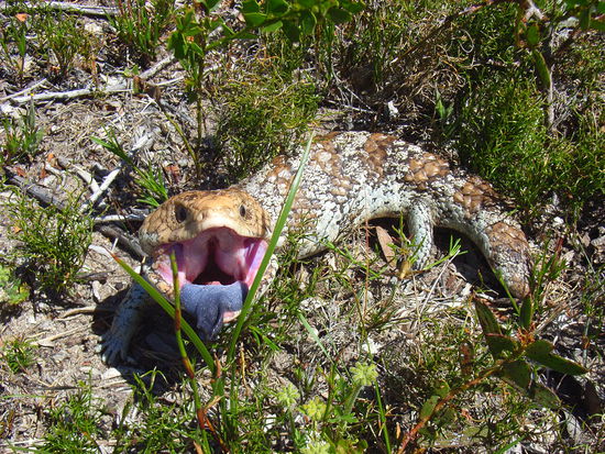 Normalerweise laufen sie nicht davon aber wenn man sie aergert strecken sie einem die Zunge raus.