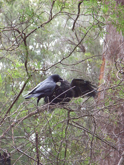Die Geraeusche der Kraehen hier sind irgendwas zwischen jaulender Katze und Babygeschrei.