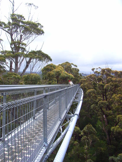 Tree Top Walk
40m hoch