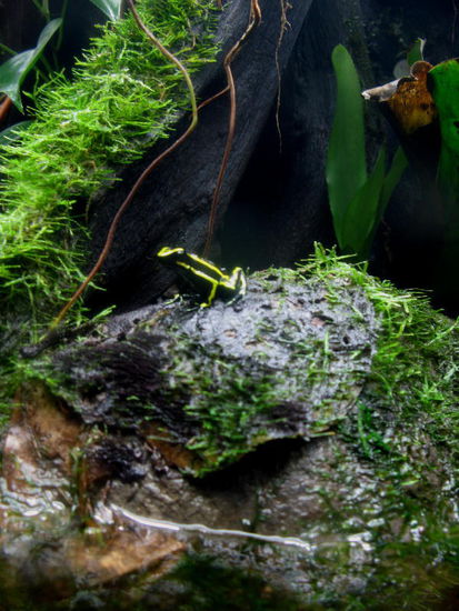 Ein giftiger Pfeilfrosch...