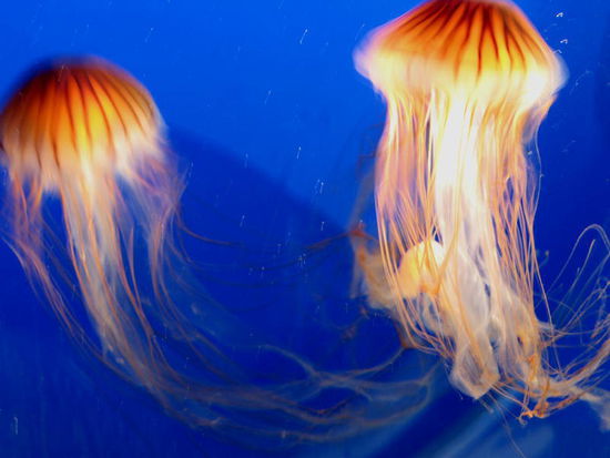 Quallen mit langen Tentakeln...