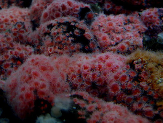 Unterwasserwelt in unendlicher Vielfalt...