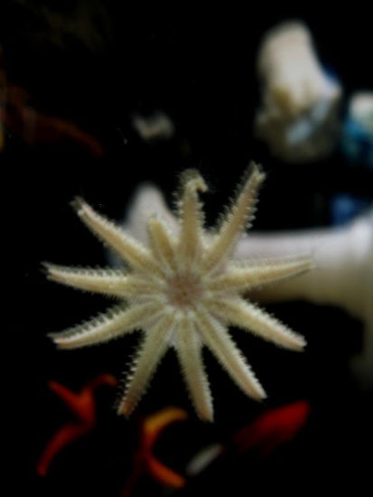Seesterne und Korallen...