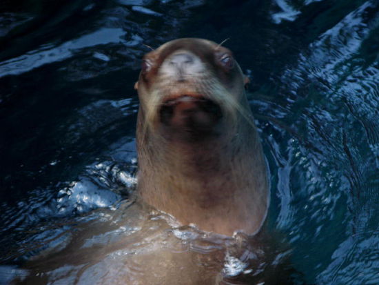 Guck nicht so blöd...