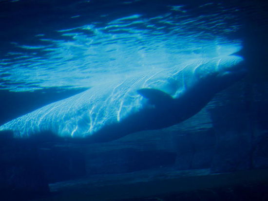 Beluga Wal...