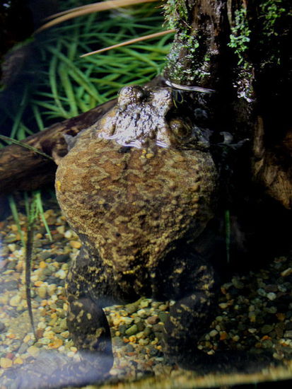 Amerikanische Riesenkröte...