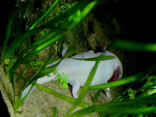 Ein Wesen, welches ich noch nie gesehen habe...