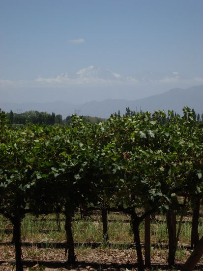 Weinreben mit dem Aconcagua im Hintergrund