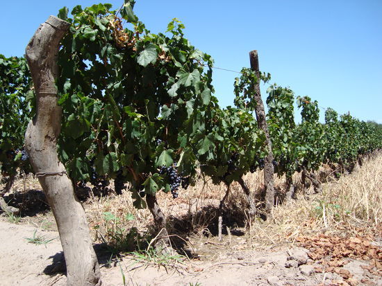 Malbec-Reben